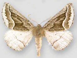 Tetracis formosa