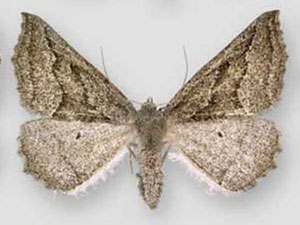 Tetracis formosa