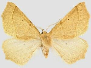 Tetracis pallidata