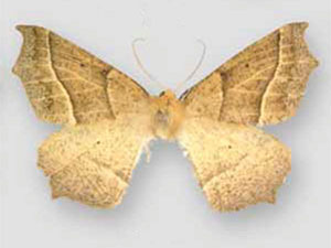 Tetracis mosesiani