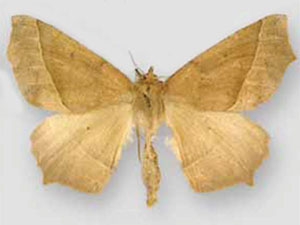 Tetracis mosesiani