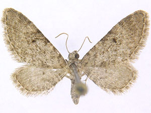 Eupithecia coconinoensis