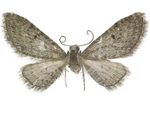 Eupithecia vargoi