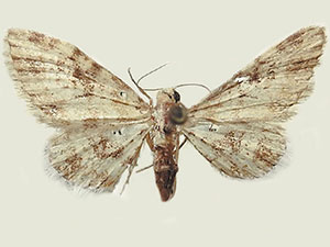 Eupithecia irremorata