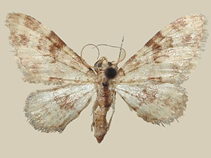 Eupithecia irremorata