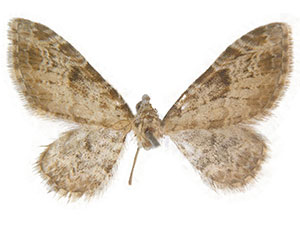 Eupithecia neremorata