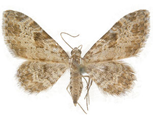 Eupithecia neremorata