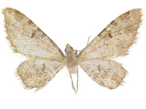 Eupithecia tremorata