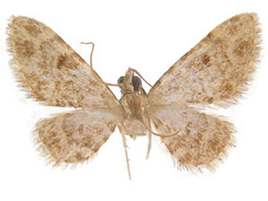 Eupithecia tremorata