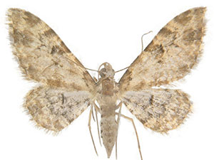 Eupithecia remorata