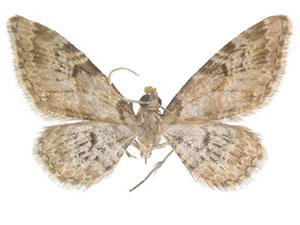 Eupithecia remorata