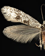 Acanthopteroctetes bimaculata