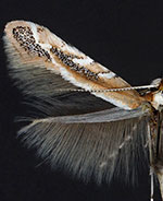 Cameraria diabloensis