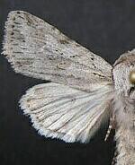 Lacinipolia patalis