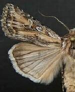 Euxoa pluralis