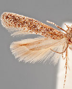 Scrobipalpula potentella