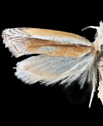 Ypsolopha gerdanella