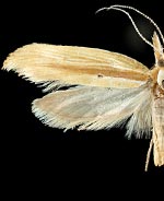 Ypsolopha sp.