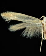 Argyresthia ruidosa