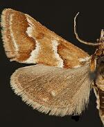 Noctueliopsis atascaderalis