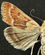 Achyra occidentalis