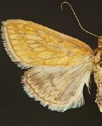 Sitochroa aureolalis