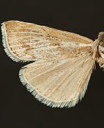 Pediasia browerellus