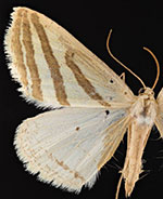 Metrica kuschea