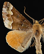 Caripeta pulcherrima