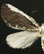 Eucaterva variaria