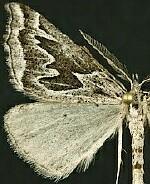 Plataea californiaria