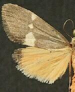 Cisthene dorsimacula