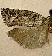 Epinotia cupressi