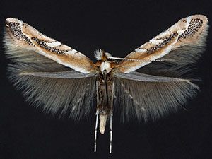 Cameraria diabloensis