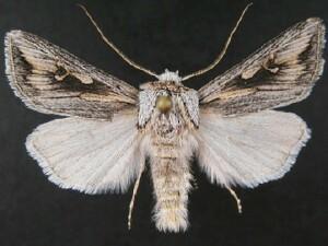 Protogygia biclavis