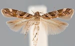 Aristotelia urbaurea