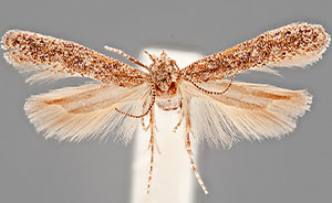 Scrobipalpula potentella