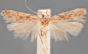 Exceptia neopetrella