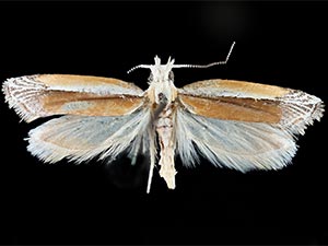 Ypsolopha gerdanella