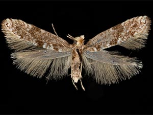 Argyresthia pilatella