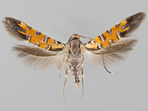 Neoheliodines arizonense
