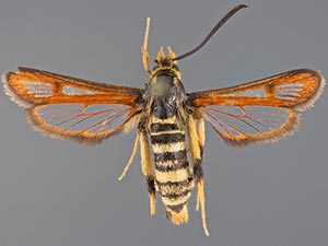 Synanthedon chrysidipennis