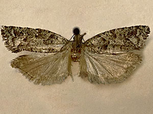 Epinotia cupressi