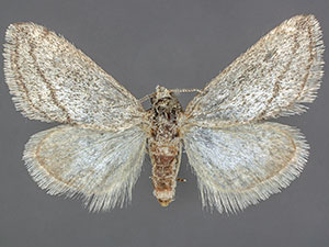 Cymbopteryx unilinealis