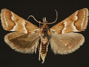 Noctueliopsis atascaderalis