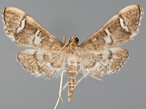 Desmia desmialis