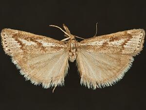 Agriphila biothanatalis