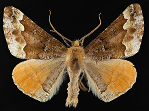 Caripeta pulcherrima