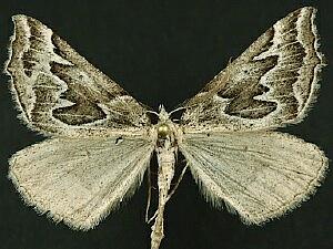 Plataea californiaria