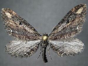 Eupithecia subapicata